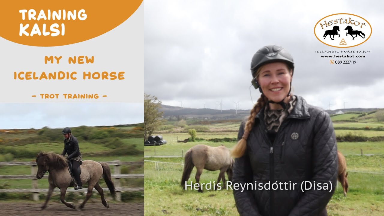Training Kalsi - My New Icelandic Horse - Trot Training