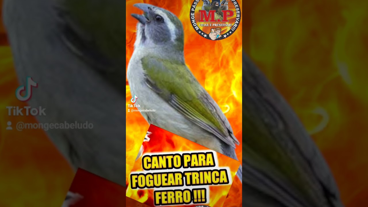 canto para foguear e apronta seu trinca ferro em 10 minutos