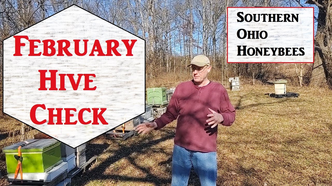 🔶 February Hive Check