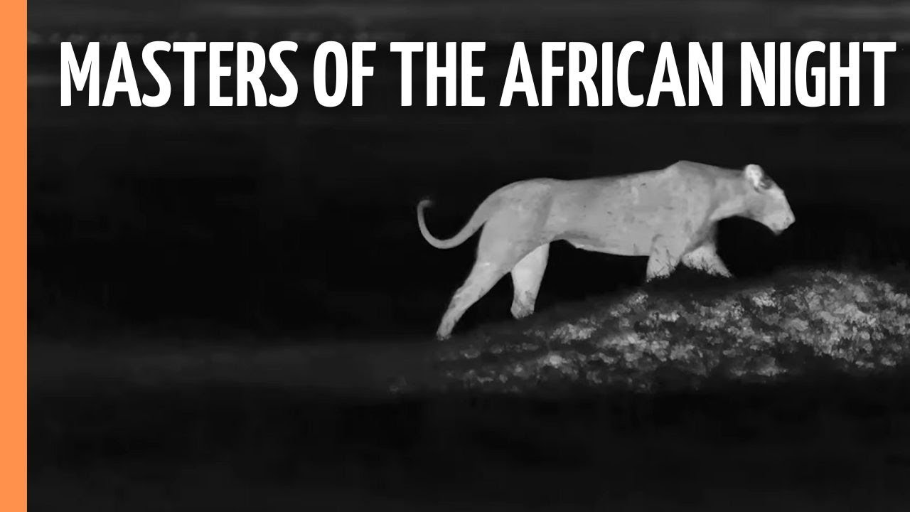 Lions, Leopards, Hyenas - Masters of the African Night | Full Wildlife Documentary