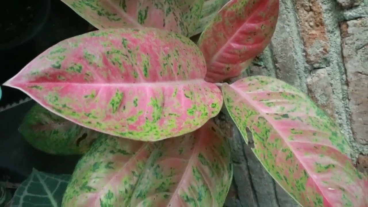AGLONEMA YANG CANTIK ELEGAN DI RUANGAN || DENGAN BERBAGAI JENIS