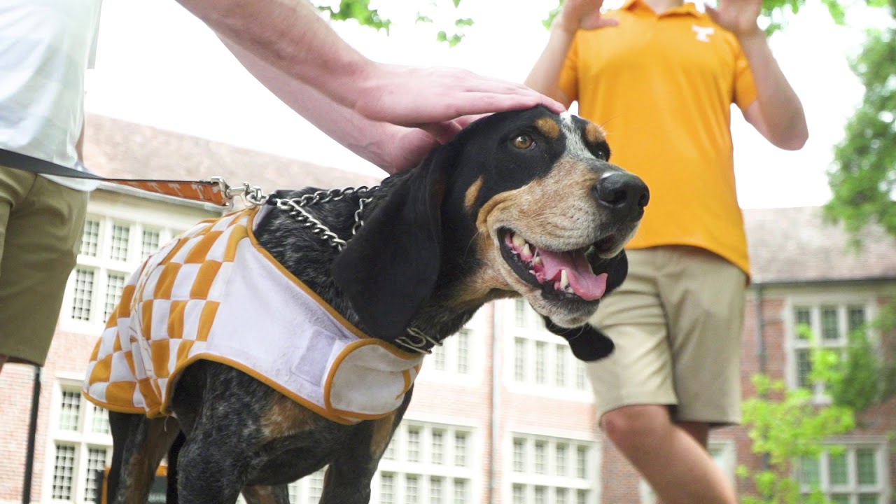 Engineering Vols Run with Smokey
