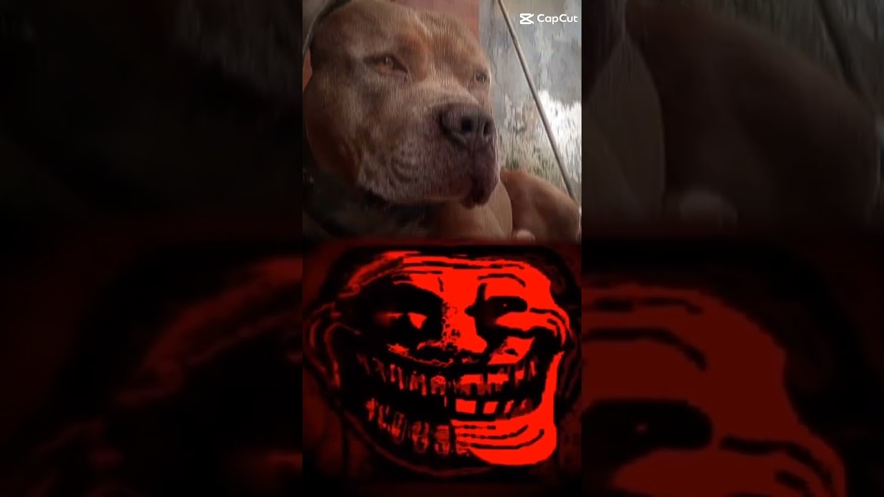 #like #pitbull #dale #paratii #dog #paramascontenido