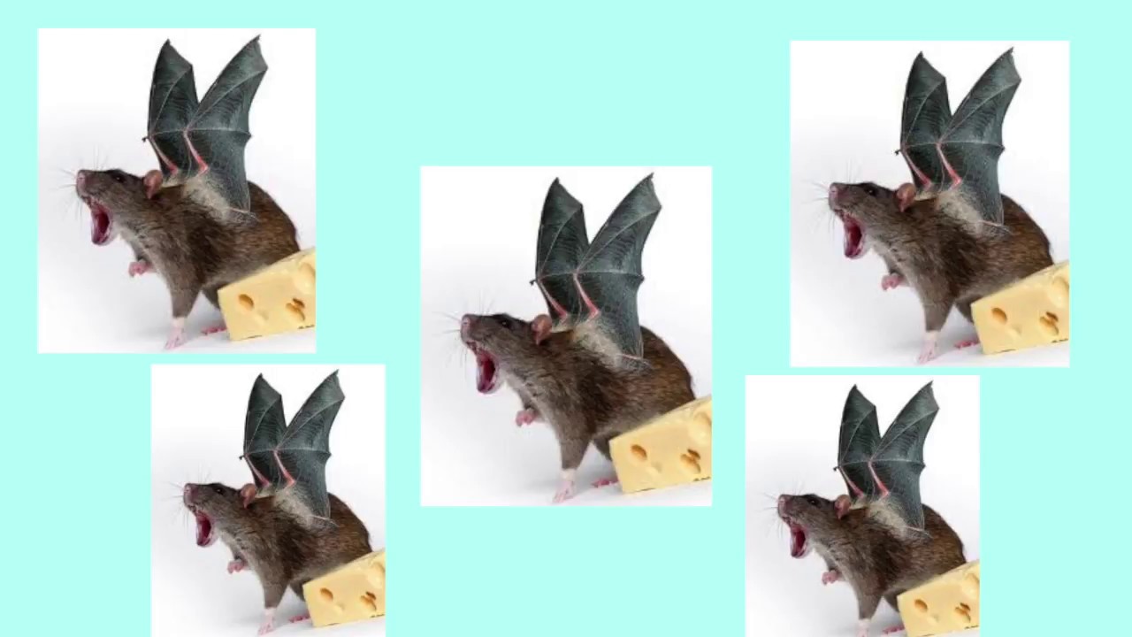 The Riparian Myotis: A Mosquito Eating Machine