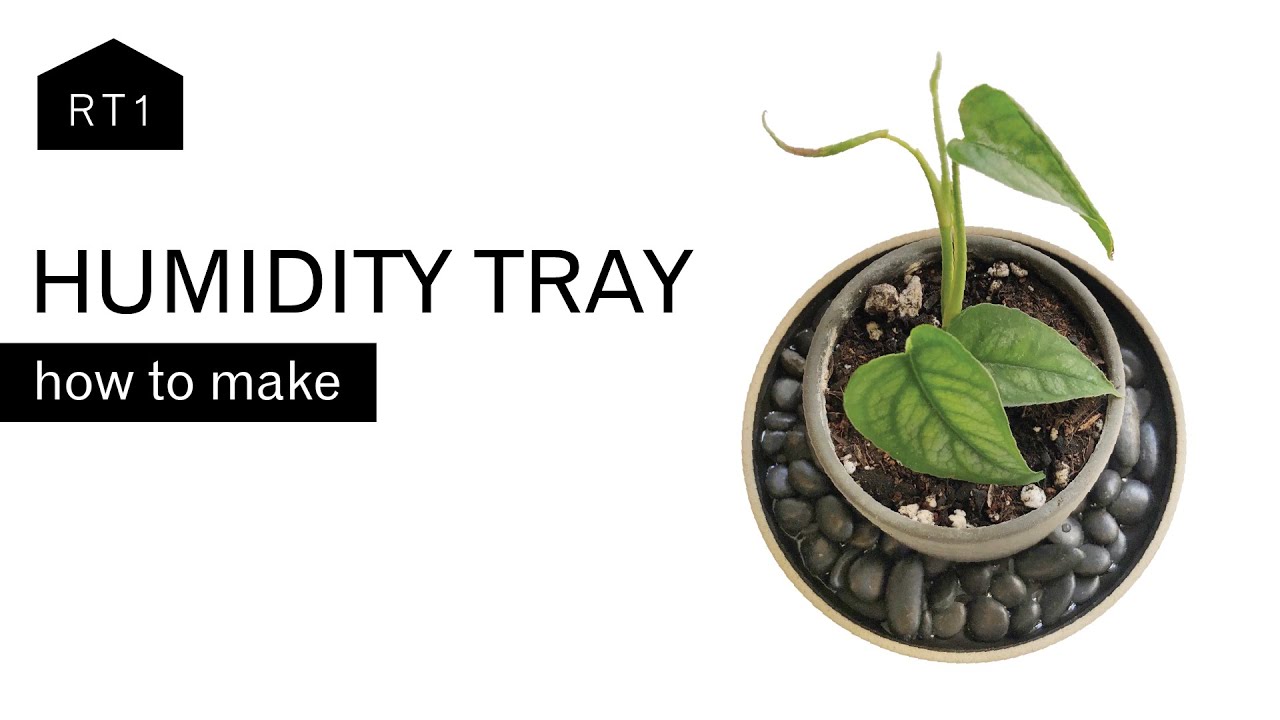 HOW TO MAKE A HUMIDITY TRAY FOR YOUR HOUSEPLANTS