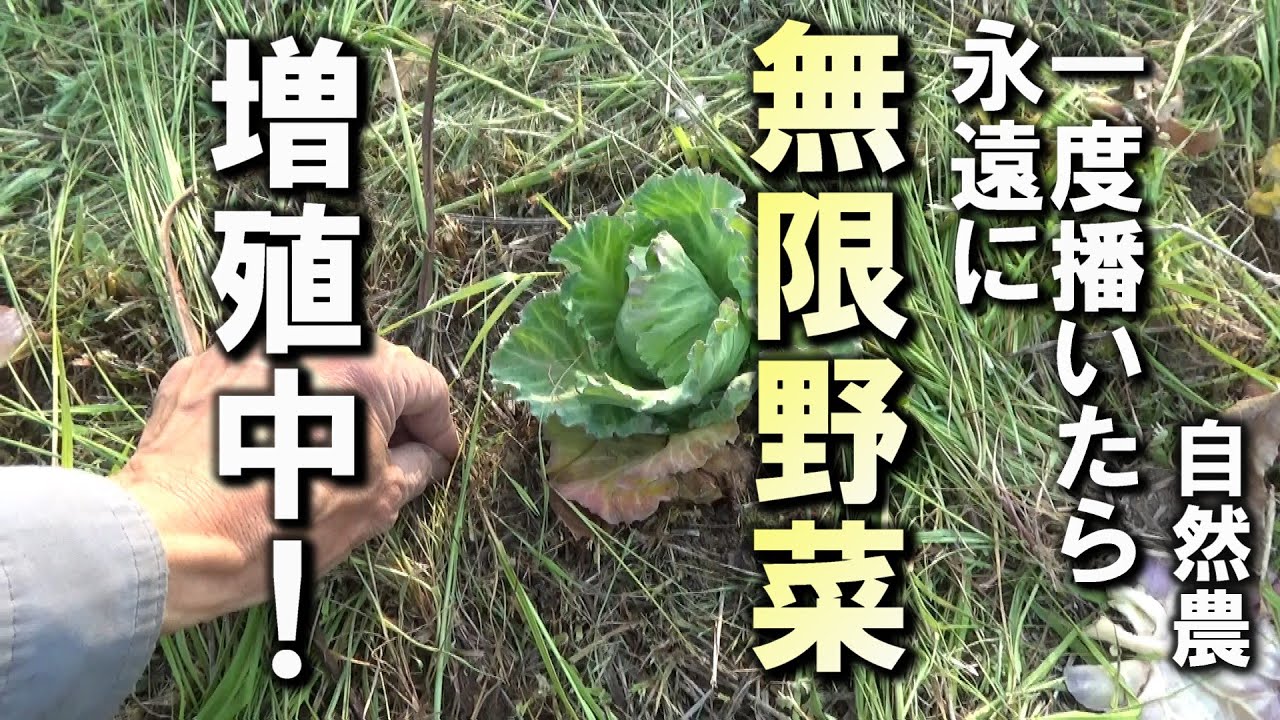 【自然農】一度播いたらずっと育つ「無限野菜」を増やしていきます！　2025年4月18日【natural farming】