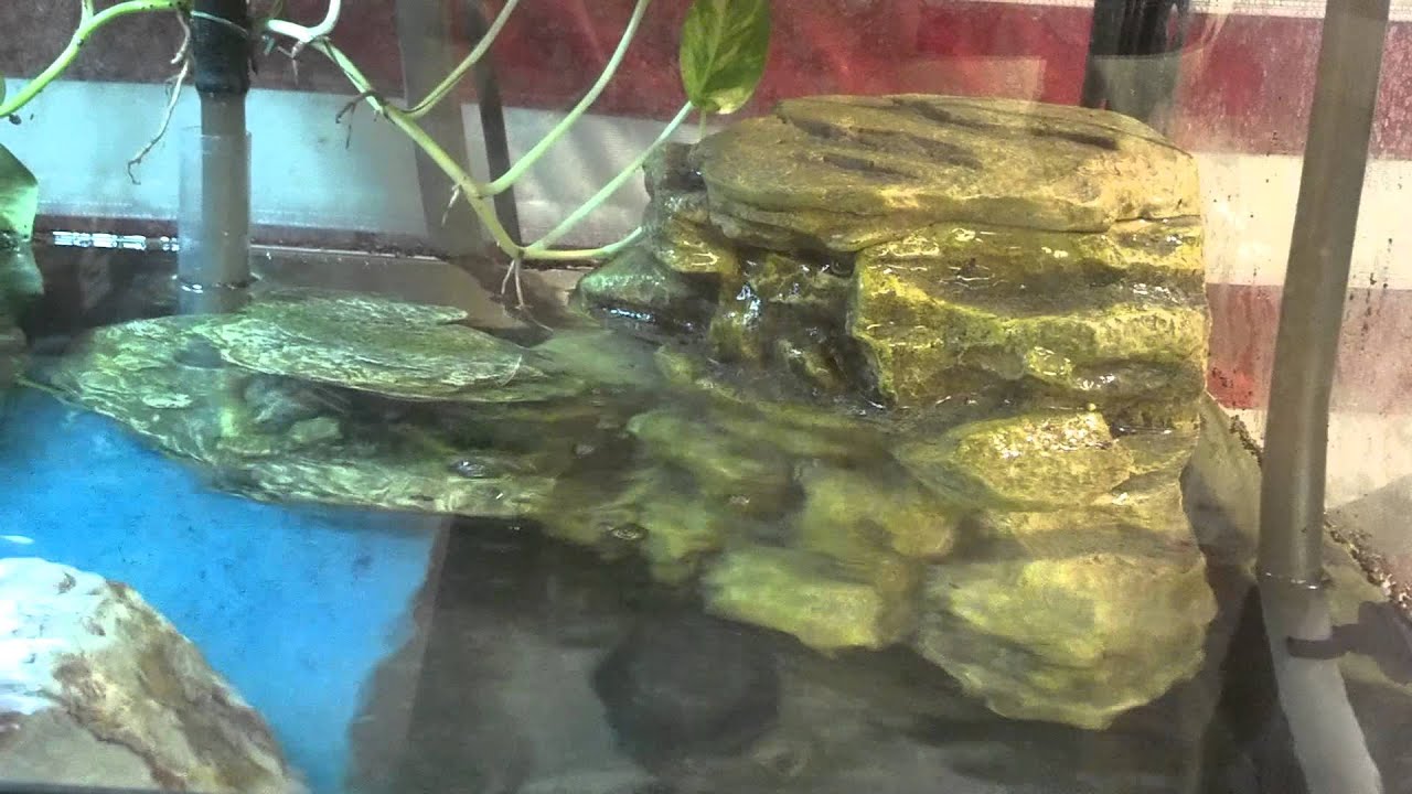 Pyxie frog setup.