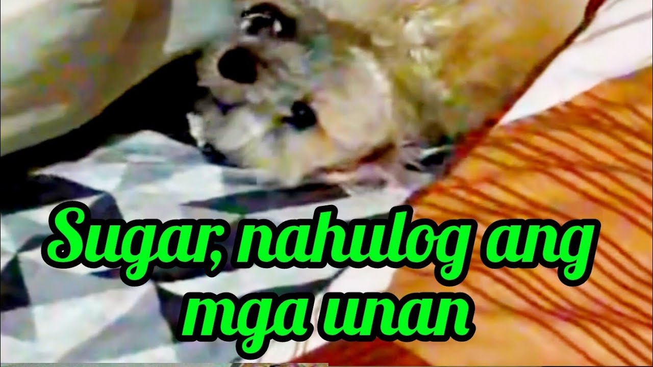 Sugar, nahulog ang mga unan @Pinoykatvofficial 