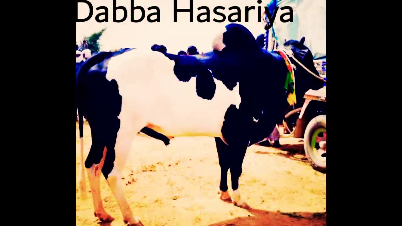 Daba Hasariya at Jalsa Kharpy
