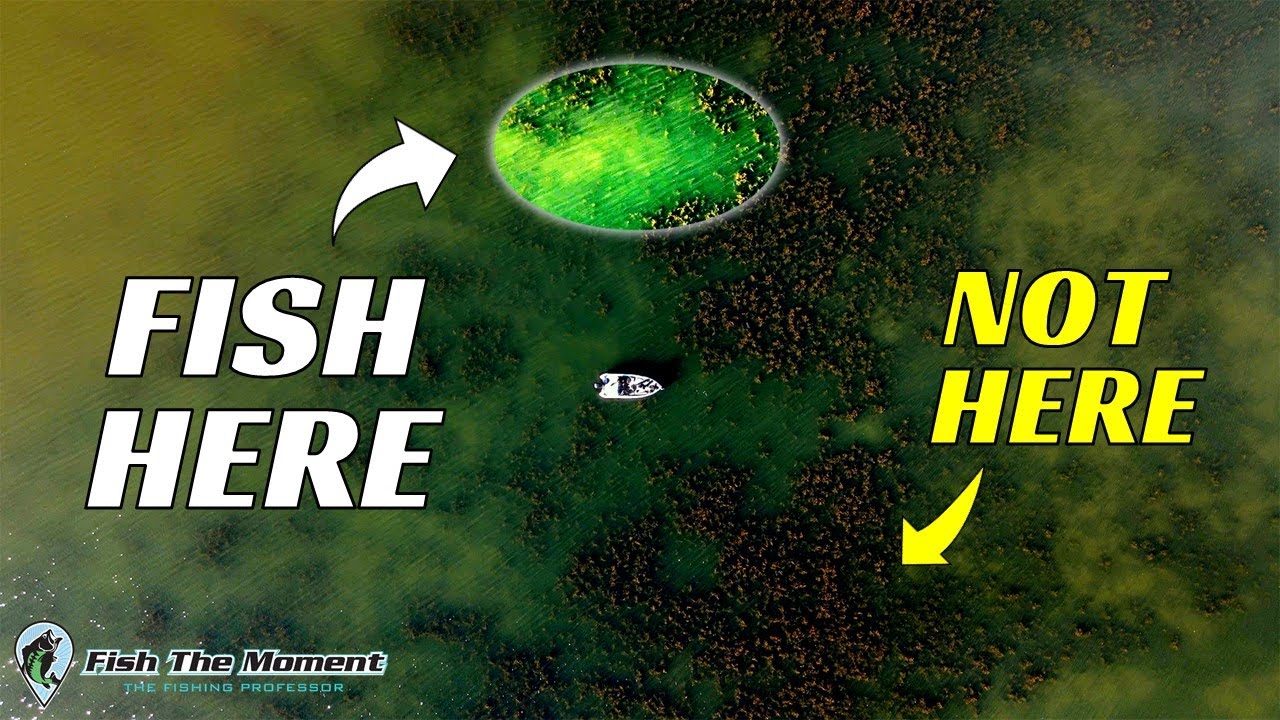 Avoid This Common Grass Fishing Mistake | #Catch15 Bass Fishing Challenge