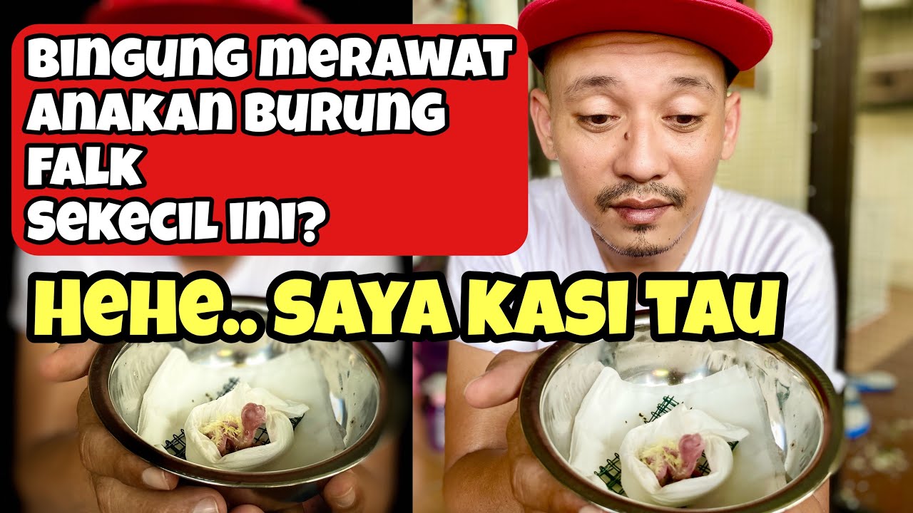 Rawat anakan burung falk parkit australia sekecil gini gimana solusinya