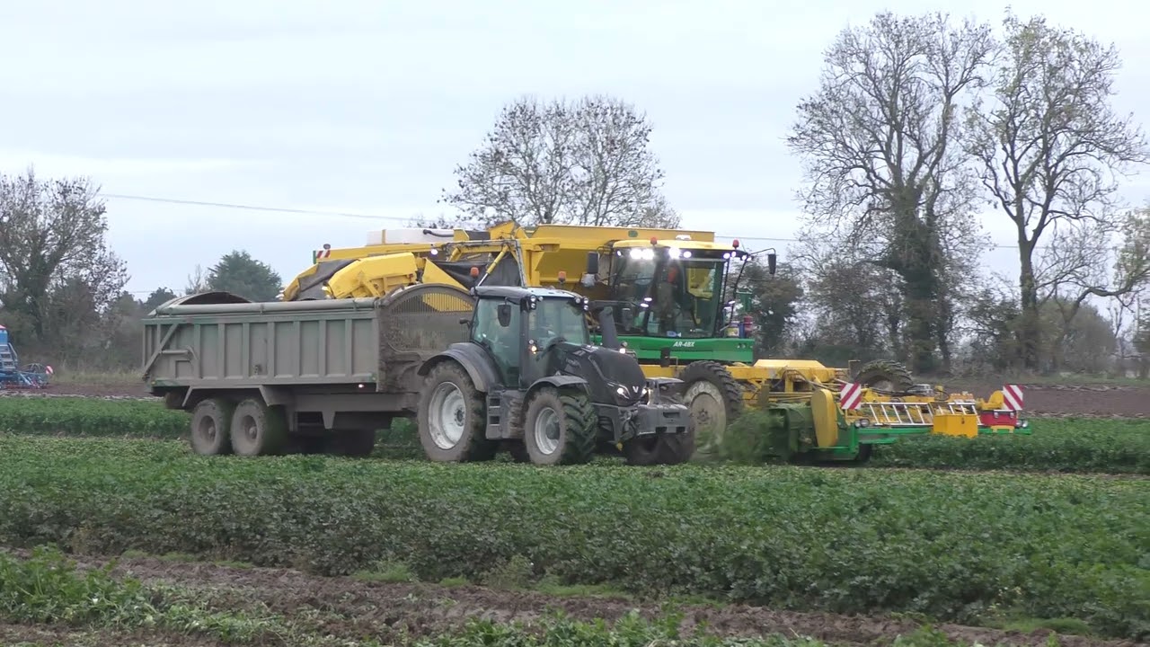 PLOEGER HARVESTING CELERIAC