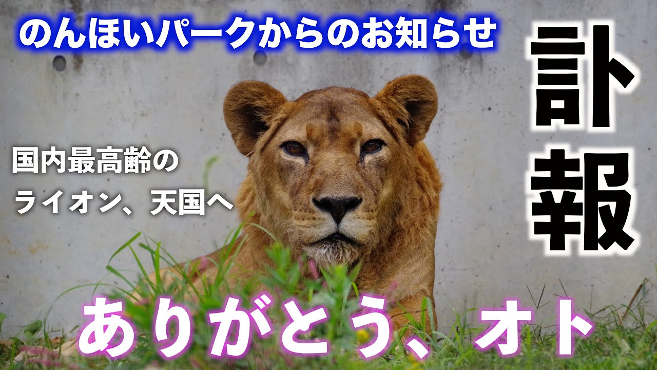 【訃報】ライオンのオトが天国へ旅立ちました｜のんほいパーク　Oto the Lion has departed for Heaven｜Nohoi Park