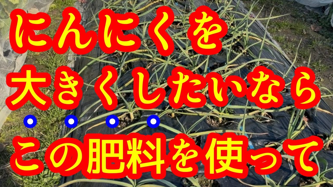 【にんにく】止め肥は３月でOK！その時、この肥料を使うと『玉』が巨大化します！