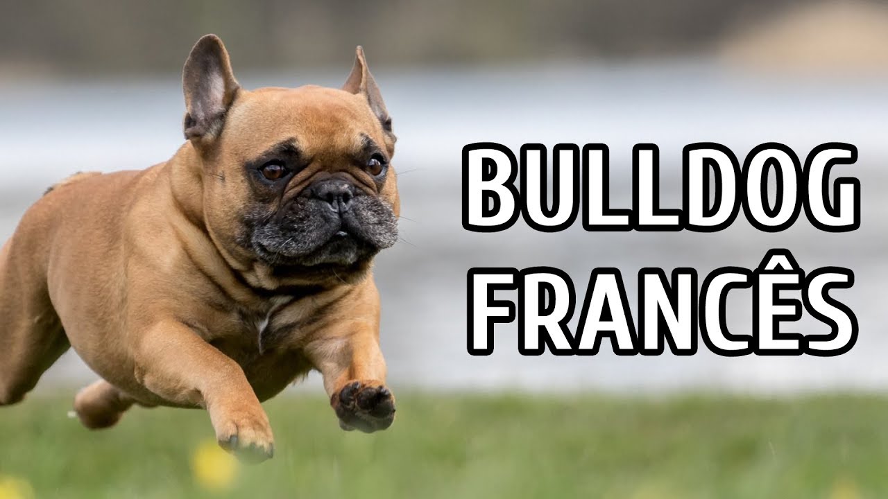 BULLDOG FRANCÊS: SAÚDE E TEMPERAMENTO + DICAS E CURIOSIDADES