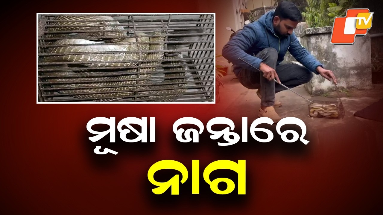 4.5-Foot Cobra Found in Rat Trap at Sailashree Vihar House in Bhubaneswar