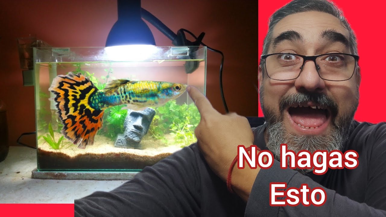 9 cosas que NUNCA DEBES HACER en el Acuarismo