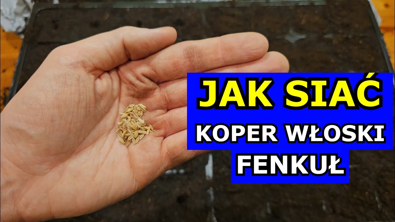 Jak i kiedy siać Koper włoski Fenkuł. Siewy Kopru Krok po Kroku. Sąsiedztwo, Uprawa, Koper Rozsada.