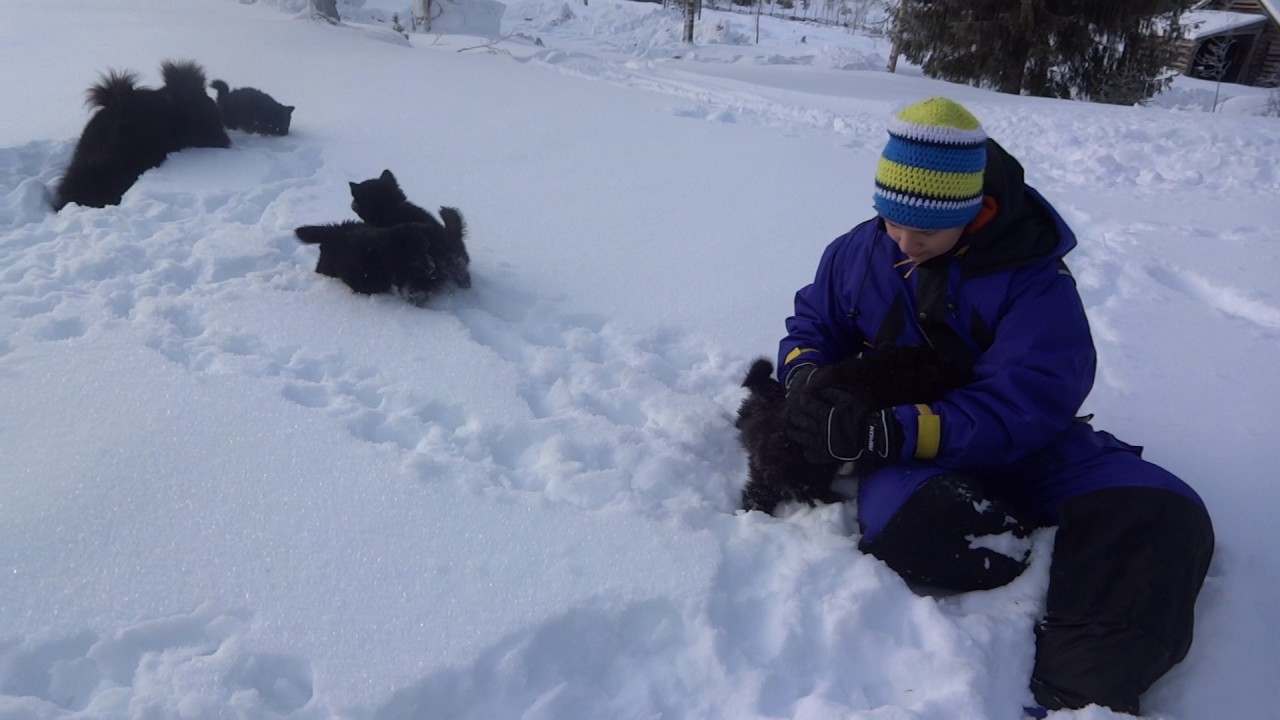 Swedish Lapphund, puppies and adults playing in the snow.