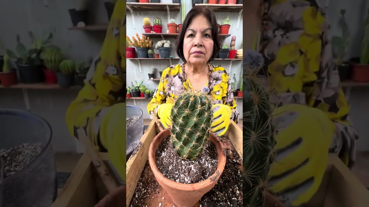 La Importancia De Que las Macetas  TeNga Hoyo de  Drenaje