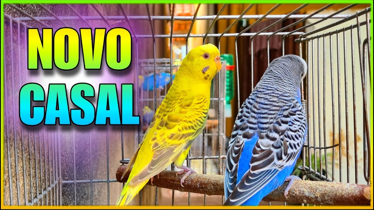 PROJETO PERIQUITO RARO FULVO BEM MARCADO
