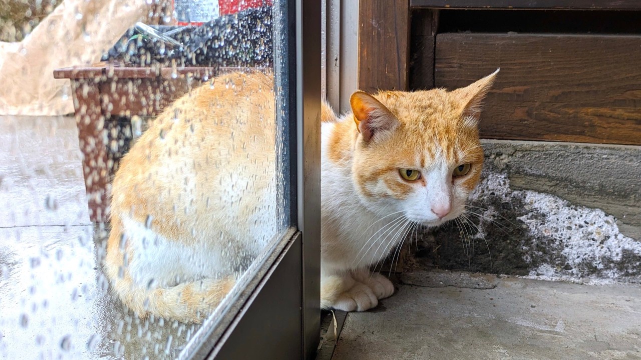 Бродячая кошка становится домашним котом | Неожиданный поворот событий с настороженной кошкой