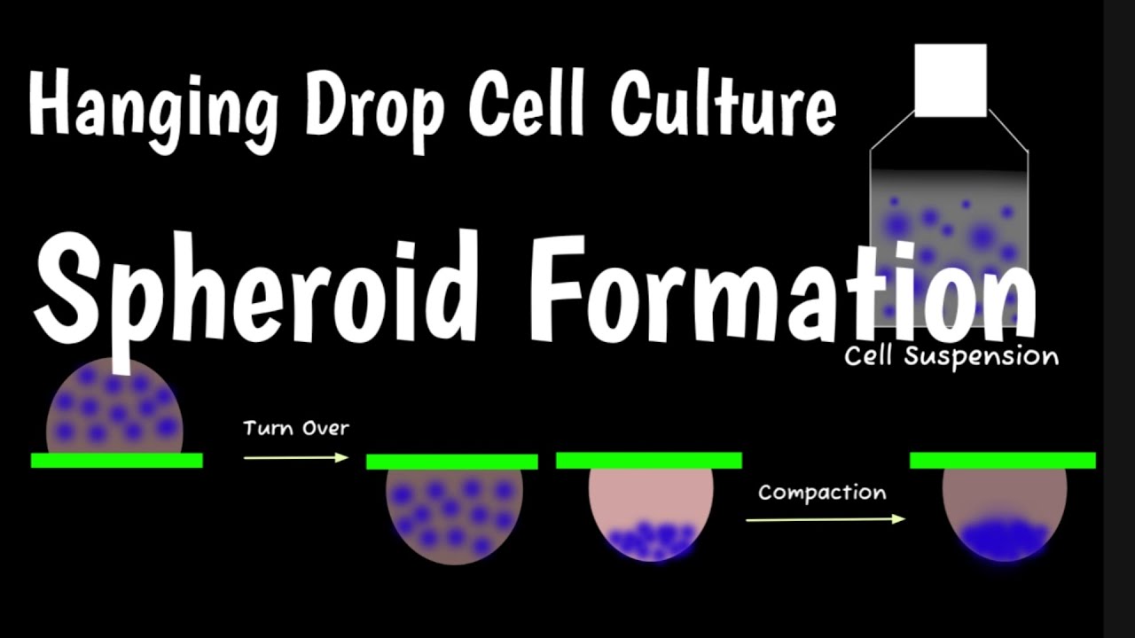 Hanging Drop Cell Culture | Spheroid Formation By Hanging Drop |