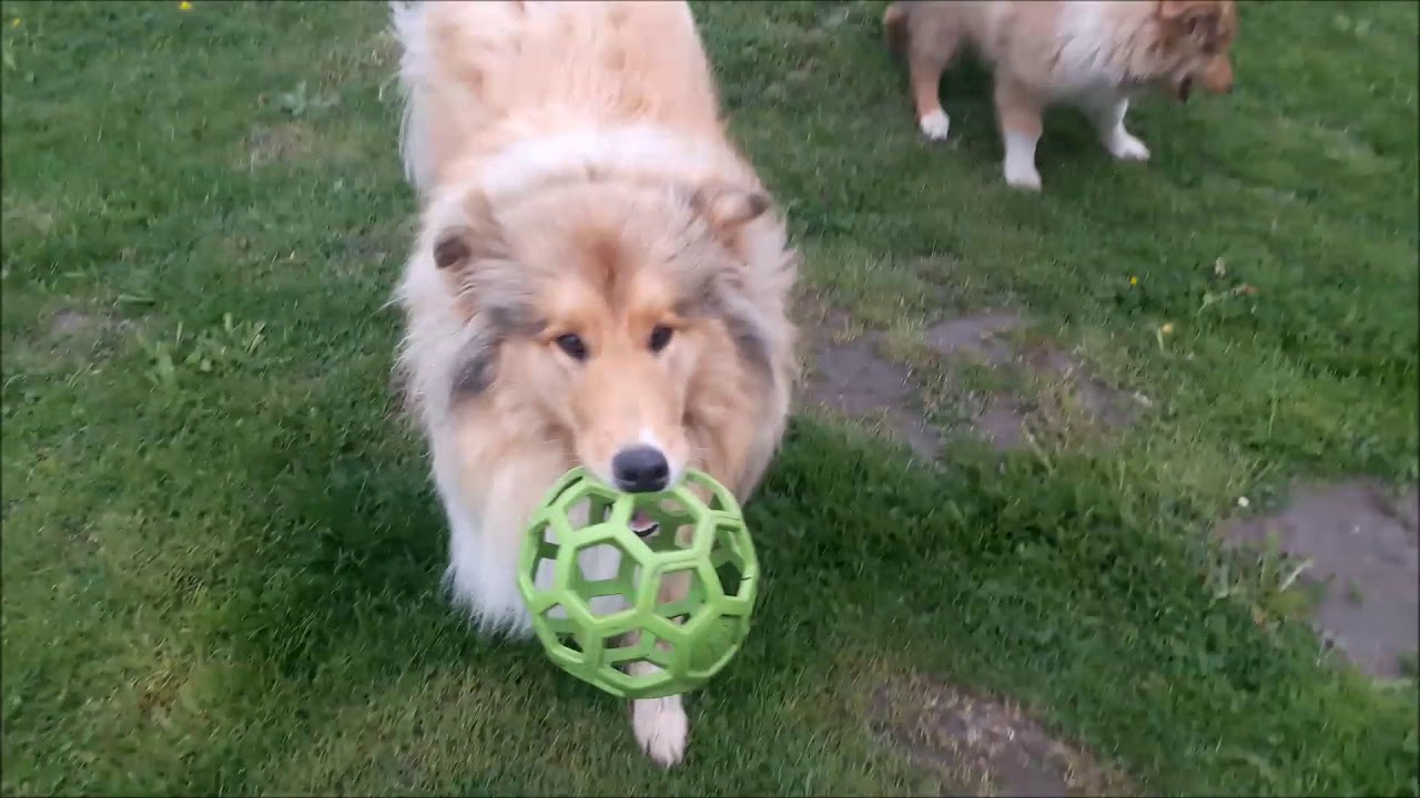 Life with Collie Rough- Gracja & Gary