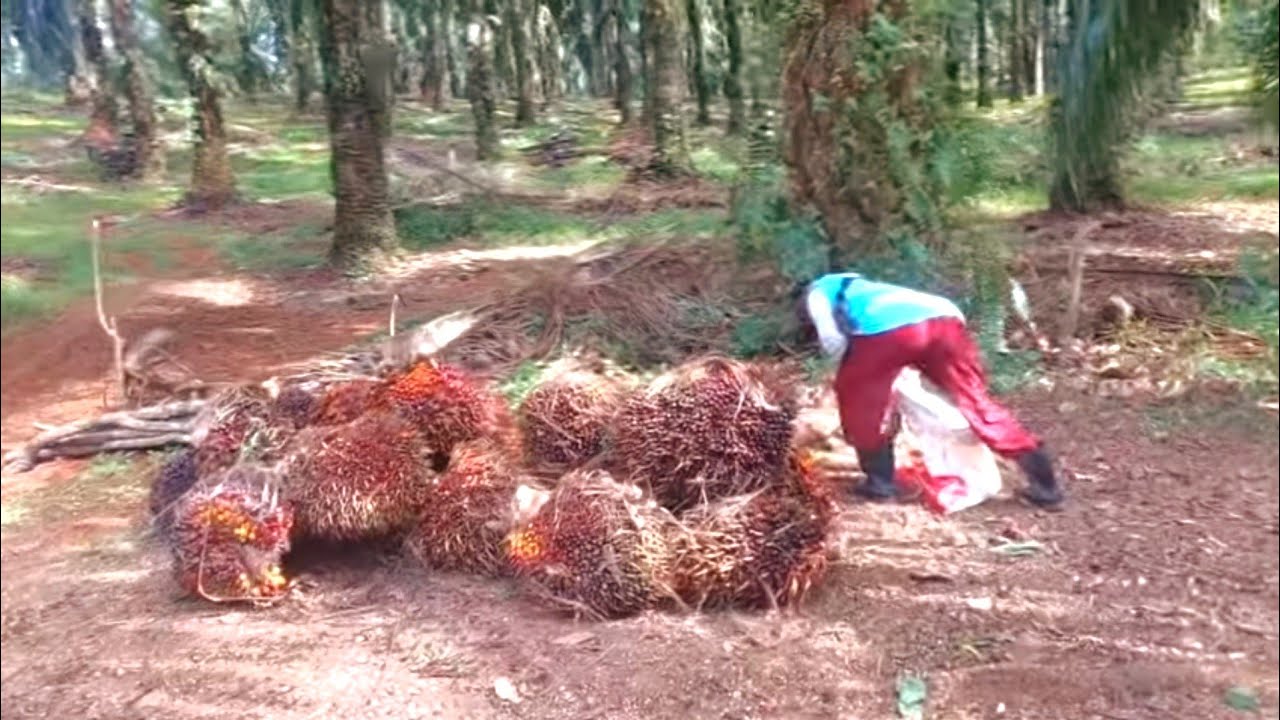 BUAH SAWIT BESAR SIAP DI PANEN