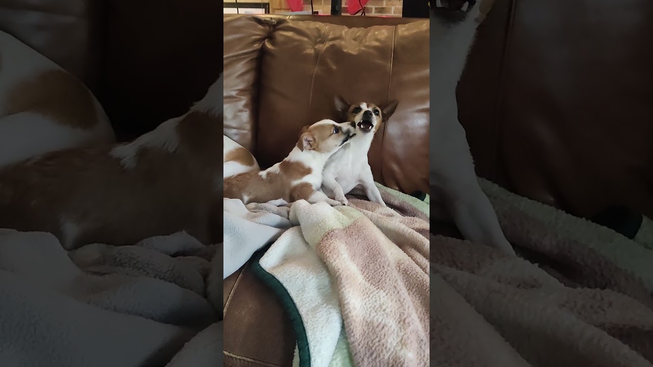 Playful puppies too lazy run around.