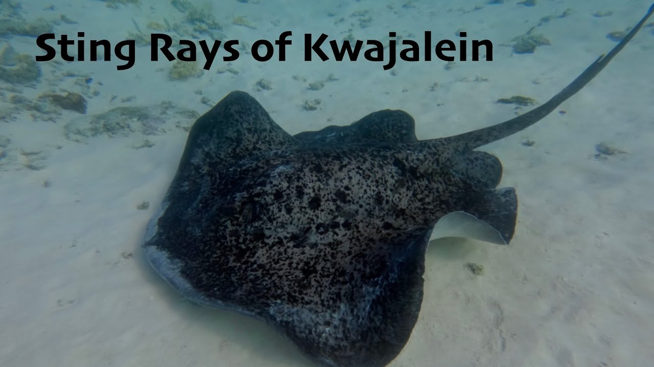 Sting Rays of Kwajalein