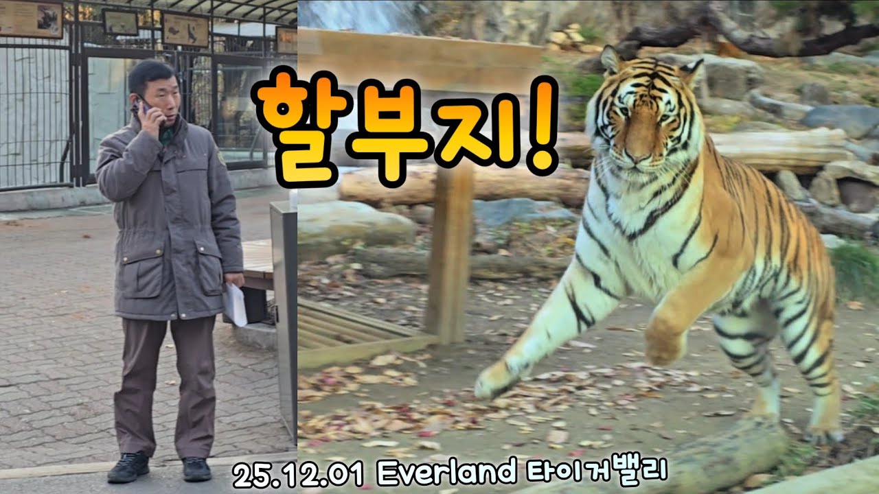 에버랜드 타이거밸리에 강바오님이 등장하면💙25.12.01 Everland Amurtiger Areum Woori Nara