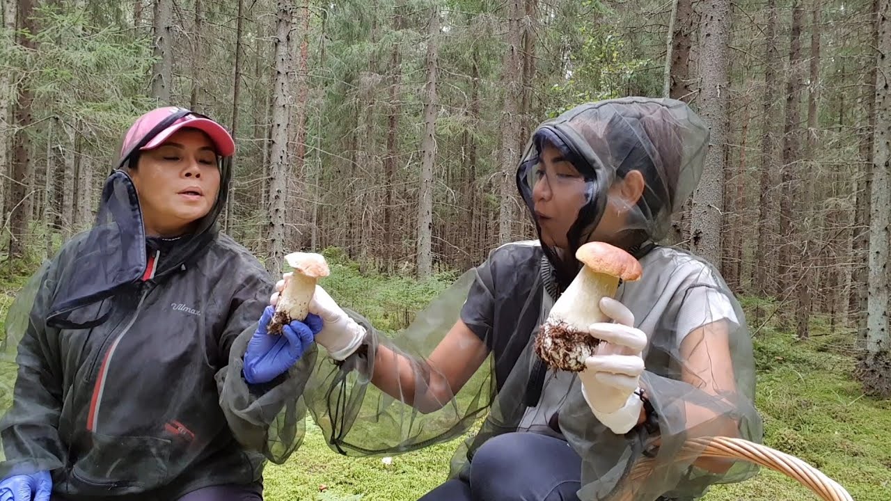 🍄#2 เก็บเห็ดผึ้งหวานต่อ ความฟินนี้ ตัดขาผ่าฟินแลนด์ไปเลย 😅 3.9.2021 🇫🇮