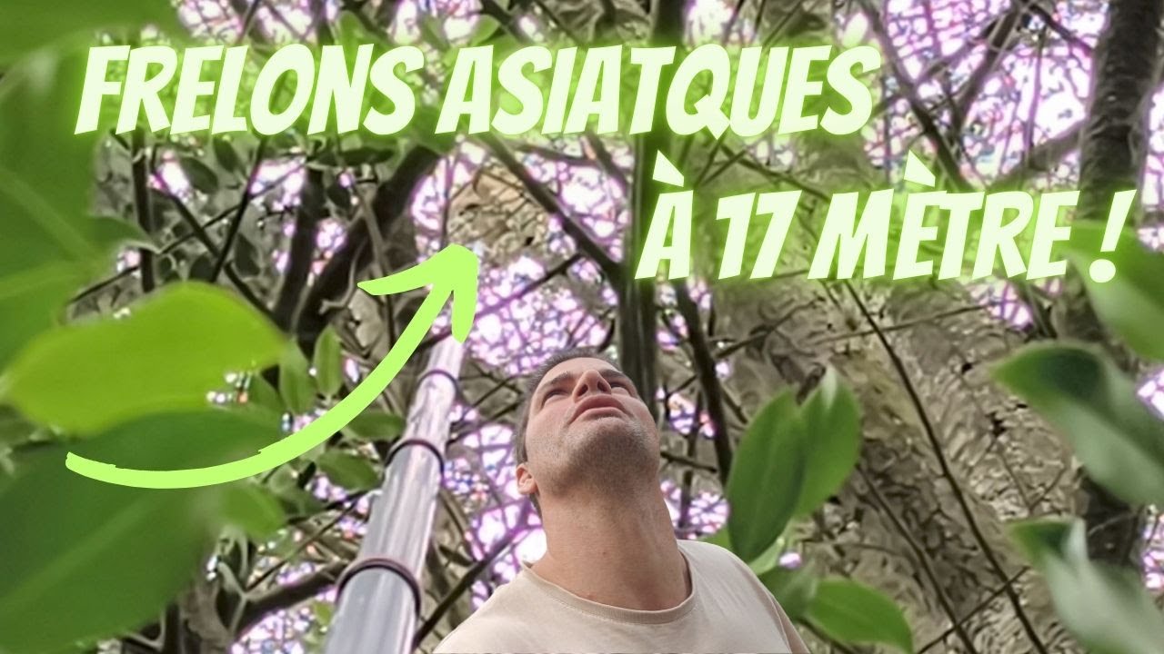 Frelon asiatique à 17 mètres - un danger au dessus de vos têtes !