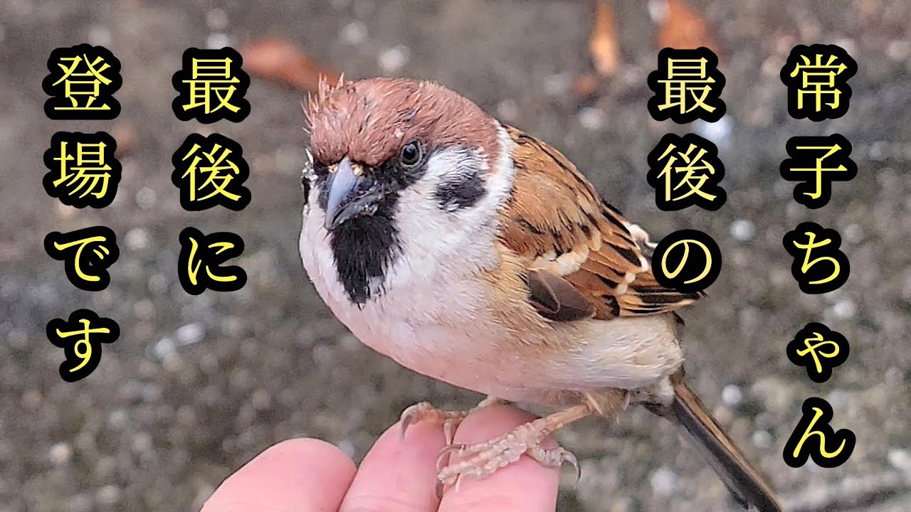 会えて良かった　【すずめ日記】