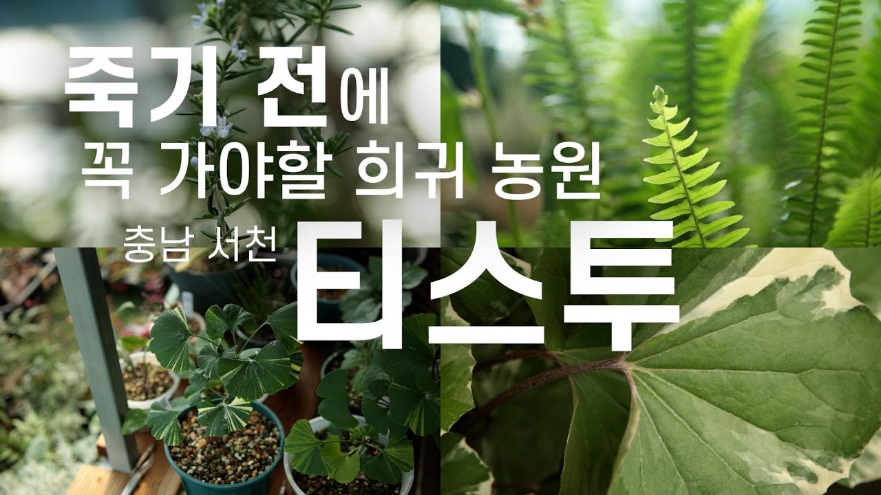 충남 서천에 3시간 달려 간 희귀 식물 농원 티스투 TISTOU (티쭈) 리뷰 ㅣ 추천 식물 100가지