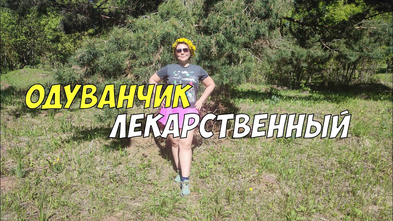 Одуванчик - полезный и целебный лекарственный сорнячок