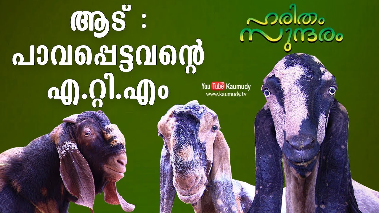 ആട് : പാവപ്പെട്ടവന്റെ എ.റ്റി.എം | ഹരിതം സുന്ദരം | കൗമുദി ടി.വി