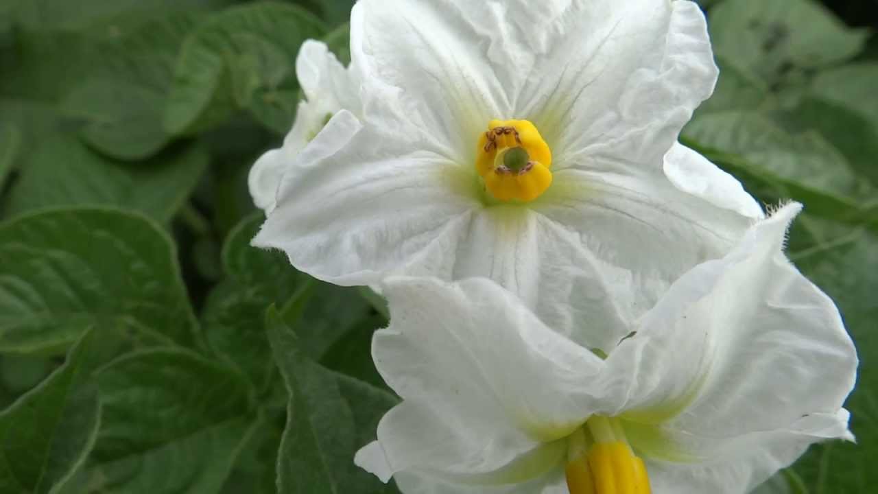 Potato (Solanum tuberosum) - 2013-07-13