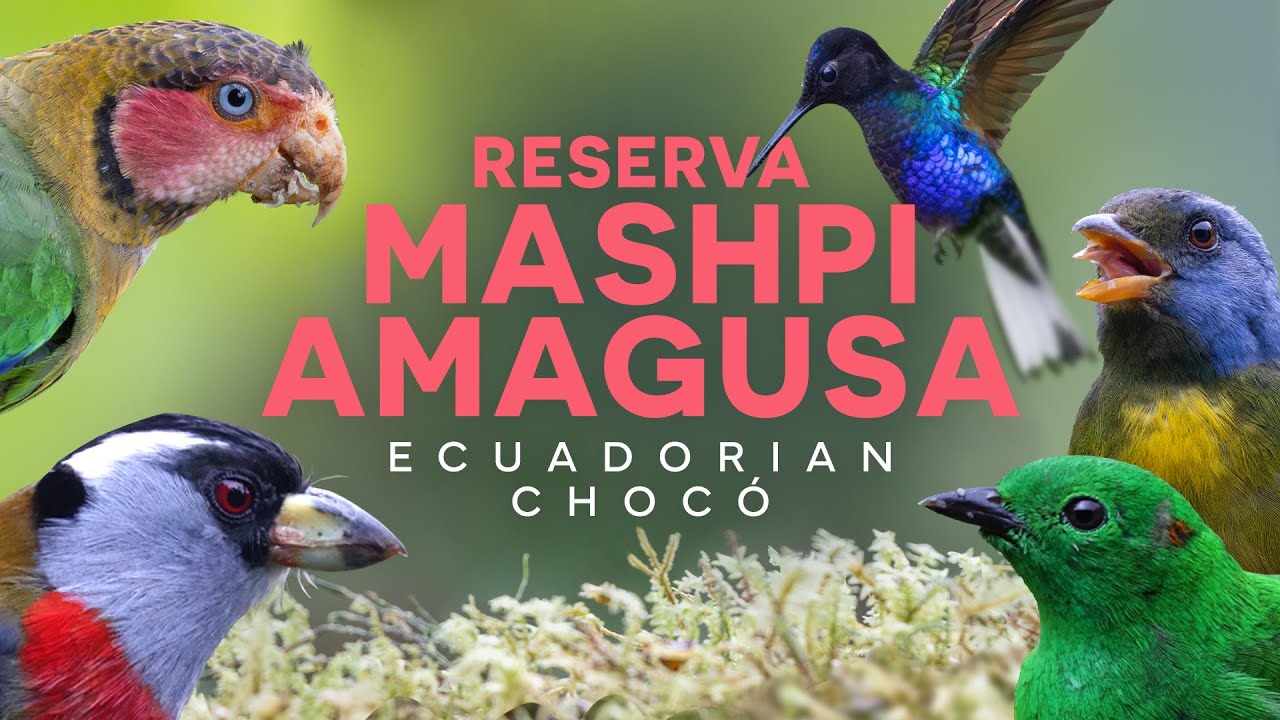 Birding at Reserva Mashpi Amagusa