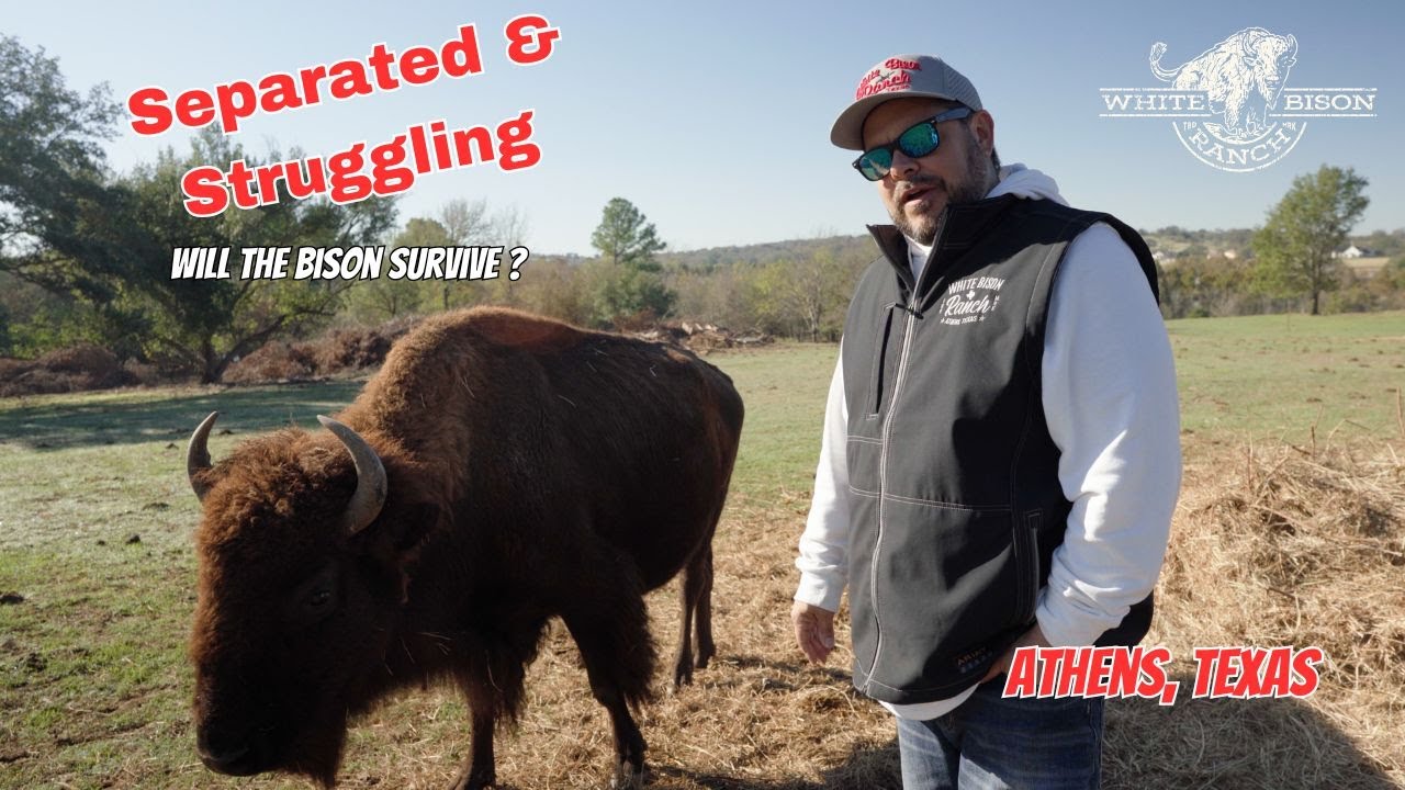 Separated and Struggling: Will the Bison Survive? 🐂🌾