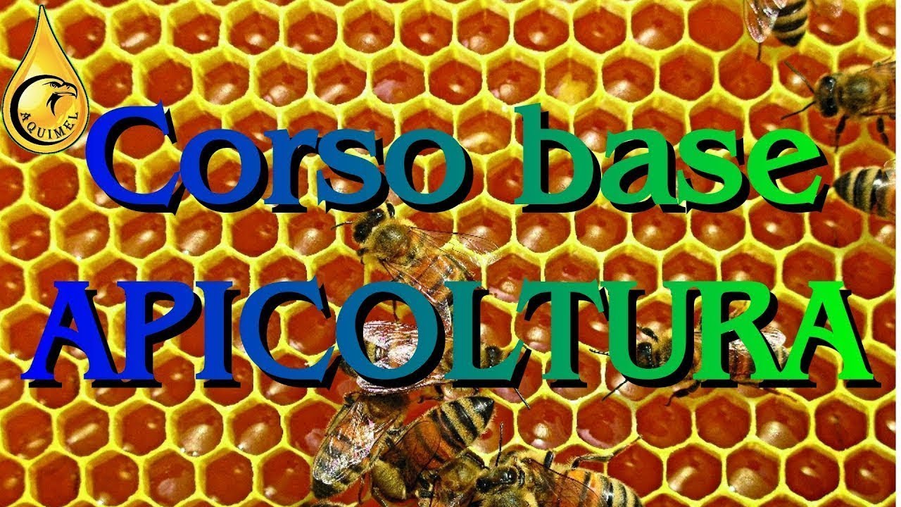 Formazione nuclei artificiali e asportazione totale di covata #11