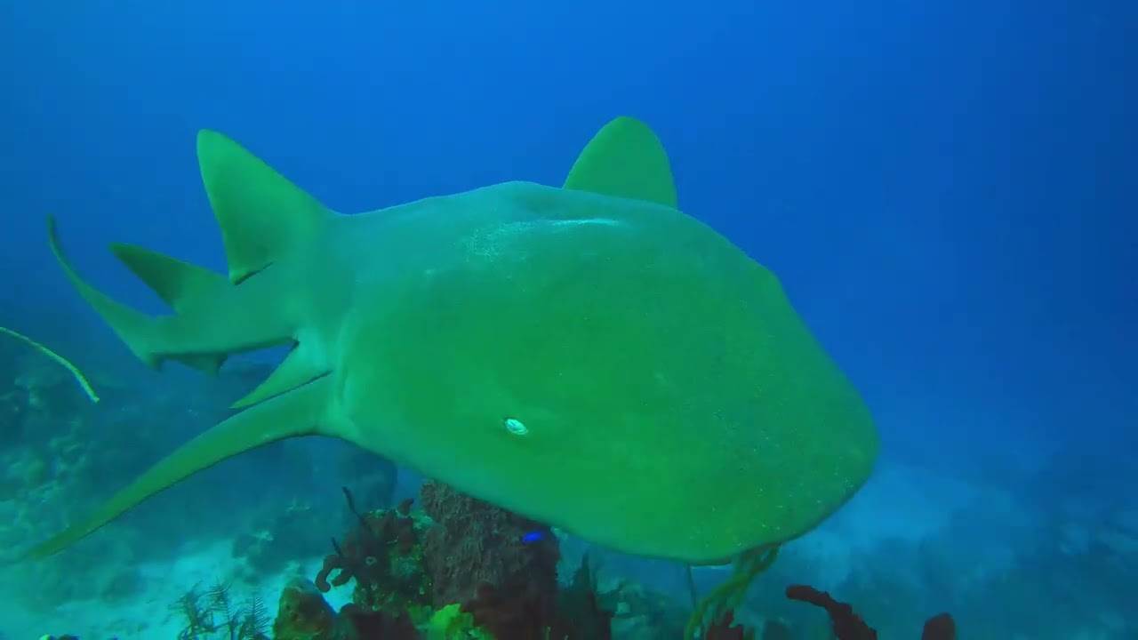 Belize 2024 scuba diving on beautiful reefs; sharks, turtles, rays, groupers, eels..., 65 min, 4K.