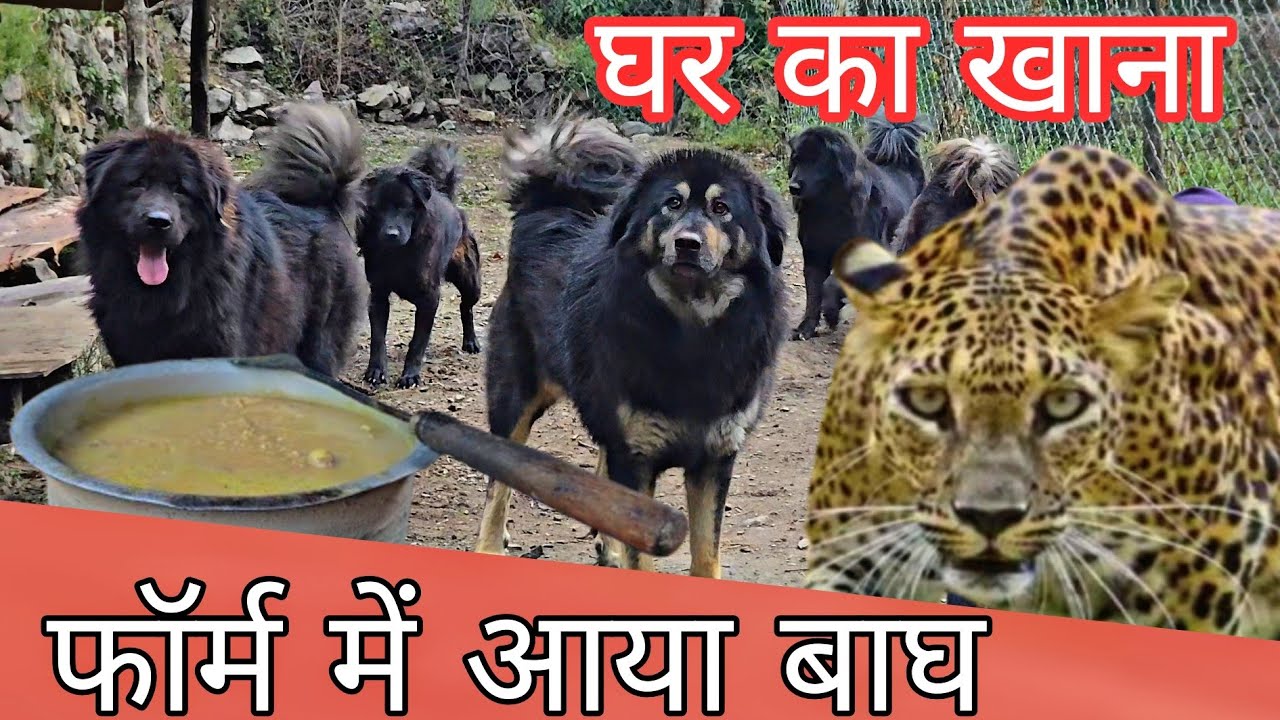 फॉर्म में आया बाघ , खाने ये क्या दे आपने डॉग को ,  bhotia dog , Leopard attack Uttarakhand Wale