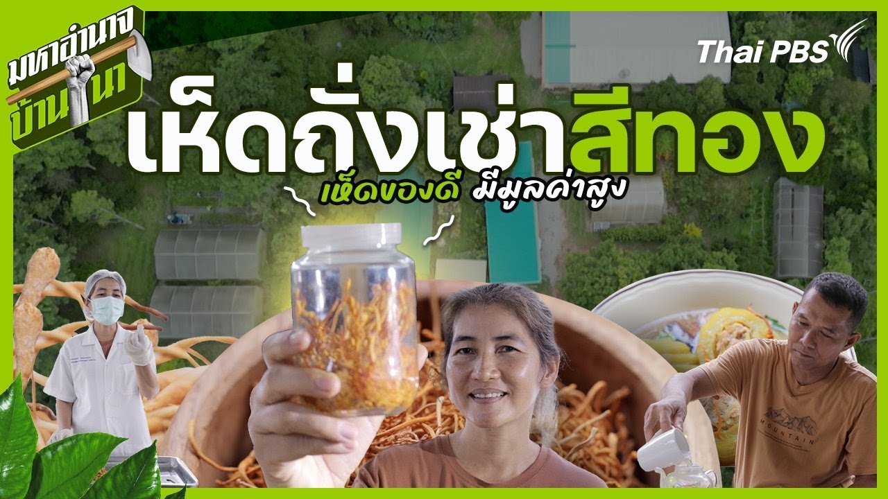 เห็ดถั่งเช่าสีทอง เห็ดของดี มีมูลค่าสูง | มหาอำนาจบ้านนา