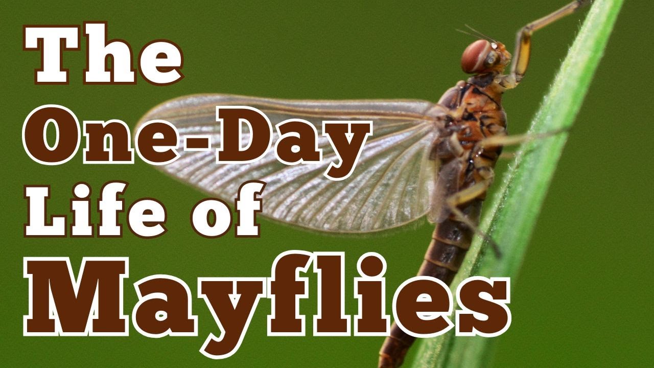 The One-Day Life of Mayflies | Nature&rsquo;s Shortest Story