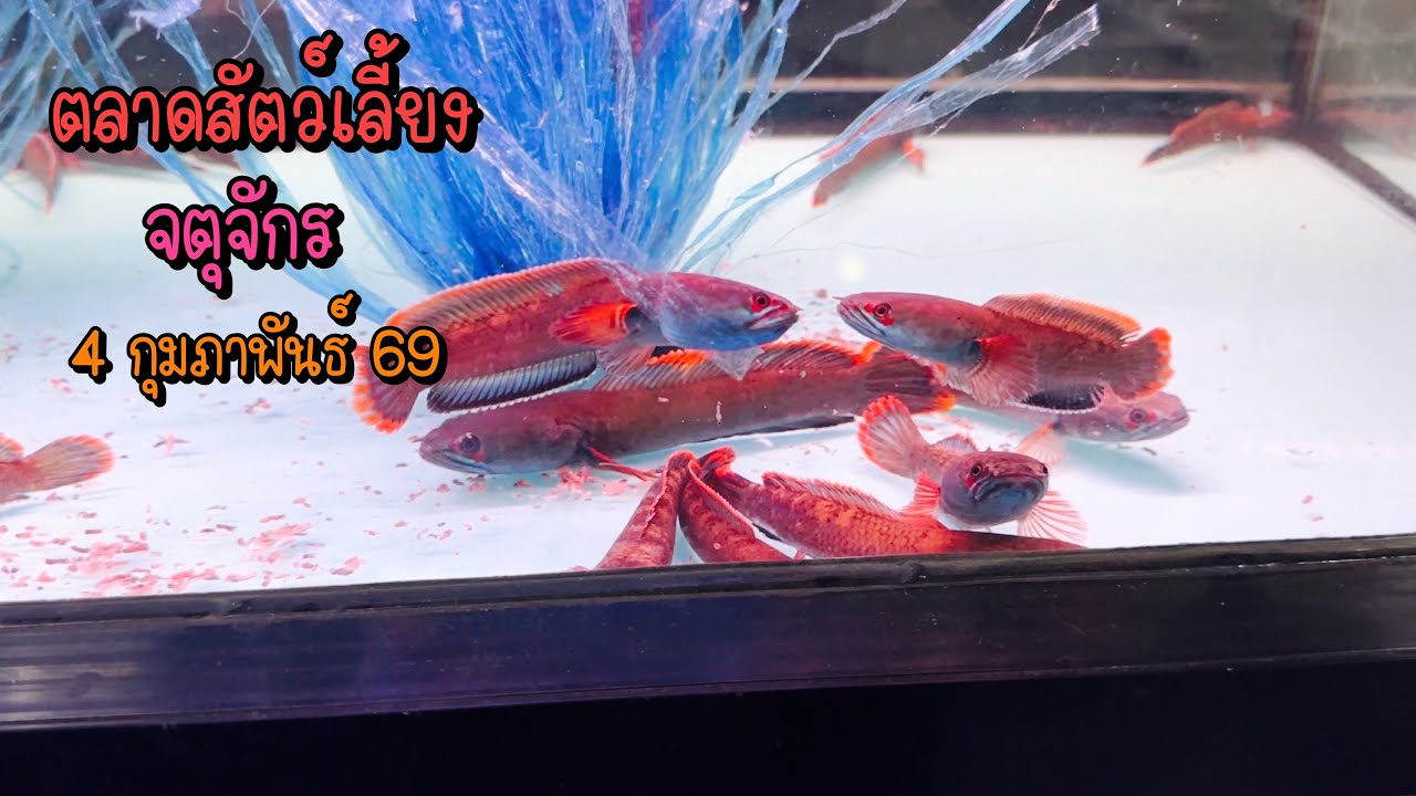 Zing’s Day l ตะลุยสัตว์เลี้ยงจตุจักร 4 กุมภาพันธ์ 69