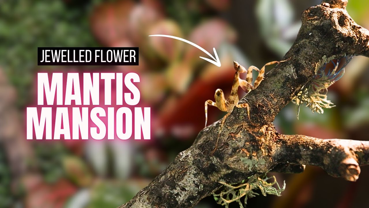 Bioactive Mantis Mansion | Meet My NEW Jewelled Flower Mantis