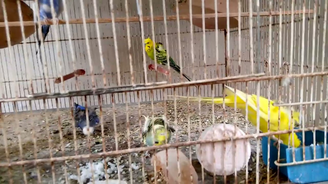 Breeding Doves | Fishers | Budgies | Finches | Hens | Pigeons | Hogoromo Budgri | @KaimKhaniBirds