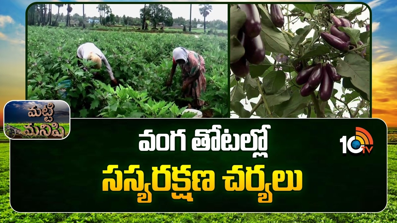 Protecting Brinjal Crops | Effective Pest Management Strategies | వంగ తోటల్లో సస్యరక్షణ చర్యలు